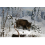 Winter_Wildschwein-druck.jpg